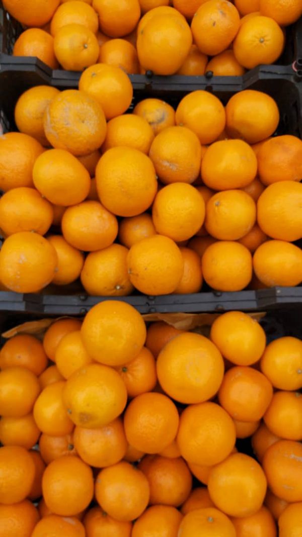 نارنگی جنوب - یک کیلوگرم